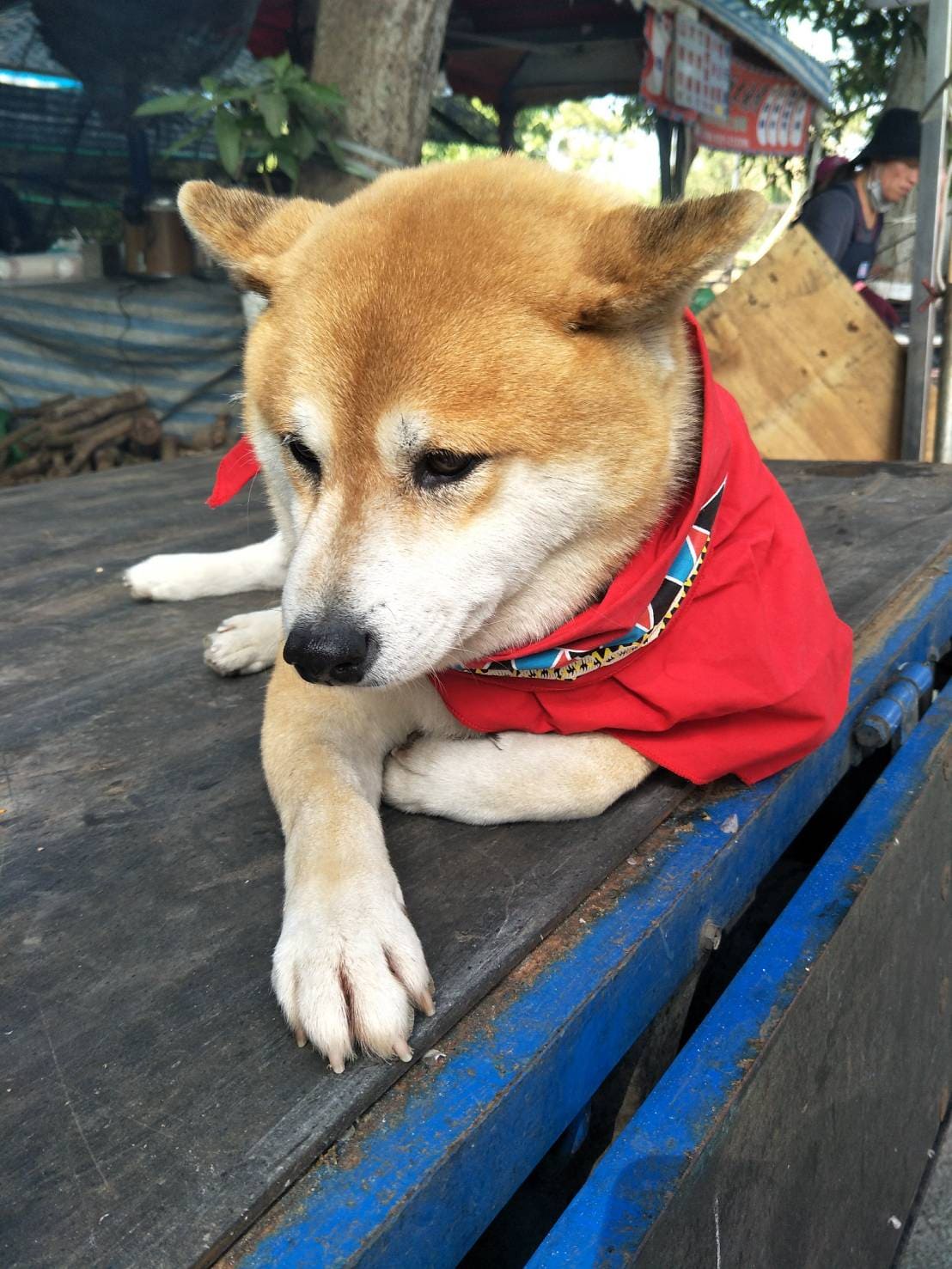 狗的常見疾病